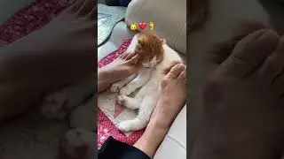 who knew cats love feet