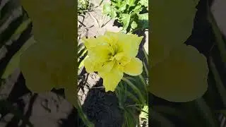#лилейник #daylily #perennial #plants #nature #flowers #floriculture #hemerocallis #garden #сад