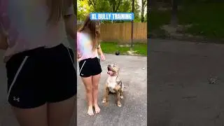 Down command XL Bully #xlbully #shorts #dogtraining