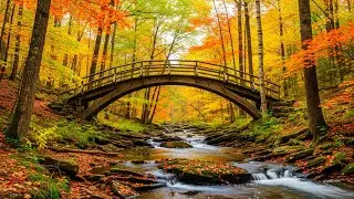 Healing Autumn Forest 🍁 Beautiful Relaxing Music for Nervous System & Stress Relief