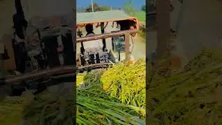 FARMERS LIFE 🌿🧄🚜 ! DELLY SORTS VIDEOS.... #farming #explore #viral #song #sorts