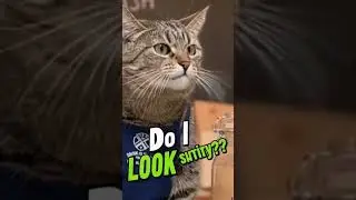 It's ok cat love and this girl #AngryCat#FunnyCatVideo#CatComedy#ViralShorts#MemeCat