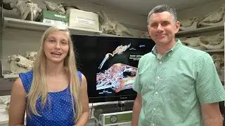 Dissecting with Emily - Do pelicans have nostrils? - nasal salt glands