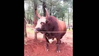 Angry 😡 bull 🐂 healthy animals #animals #cow #farmanimals #bull #shorts #viral