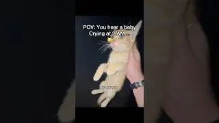 I wish we could take us with him😩#pov #cats #newbornkittens #straycat #shorts