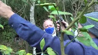 1681 ) – PODA DO LIMOEIRO – 4° PARTE – SÃO LUIZ DO PARAITINGA -  SP