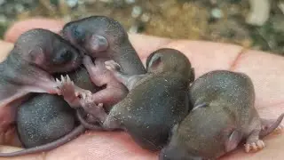 So cute and lovely baby Rat, TR Vloger official, Theareth, TR Vloger, Theareth official