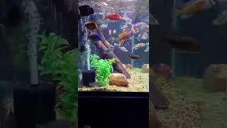 African Cichlids! #aquarium #cichlid #art #fish #fishing #happy #africancichlids #fishtank #relaxing