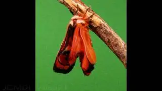 Hemileuca electra silkmoth expands wings timelapse HD V06571
