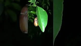 Cockchafer