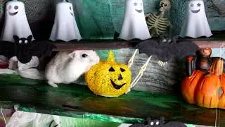 Halloween maze for a hamster / Hamster- Halloween -Labyrinth