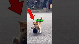 Коты &mdash; настоящие ниндзя, часть 2 🥷 #кот #смешно #животные