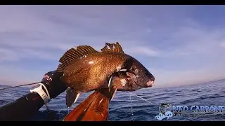 Spearfishing Passion - Neo Carbone - NC85C - Classic Nature 