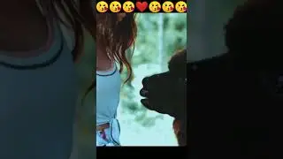 😘 llama kissed a girl || llama animal || llama kiss || cute llama #shorts #youtubeshorts #llama