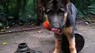 German Shepperd Dingo Bucket Play Part 2