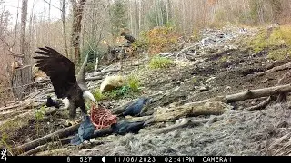 Birds of a Feather, Feast Together