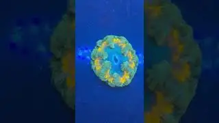 Coral monsters premium flowers 