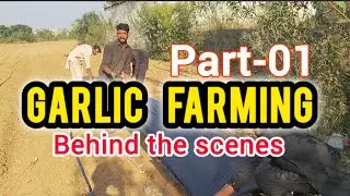 Garlic farming. Beginners Guide, full details Behind the Scene. Season 25-26. Part 01