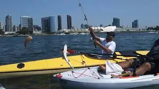 Pescado assassin's Gordo catching a baby shark out at Coronado Ferry Landing kayak life is sd ca