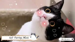 Soft purring music for your pets (😻with lovely cat purring and meowing)4