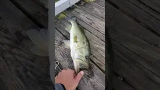 18 Inch Florida Largemouth Bass Caught at Commons Park