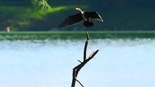 Common Coot Bathing in the Lake | Relaxing Natural Water Sounds | Jakkur Lake Birds | Nikon Z6iii 