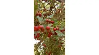 Red hawthorn