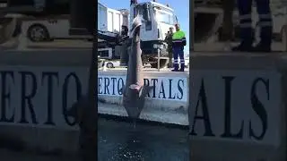Big shark in Majorca