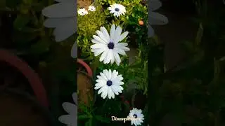 Dimorphotheca Flowers/White African Daisy Plant #viralvideo #shors #flowers...🌷🌷