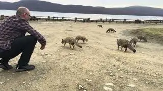 Feeding foxes in Tierras Del Fuego, near Ushuaia