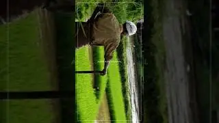 🌾🌱#agriculturetechnology #agriculture #natural #agricultura #vegetables #paddy #editing #watermelon