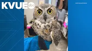 Austin Animal Services rescues Great Horned Owl caught in fishing line