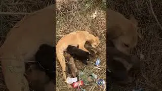 Our next generations are missing these scenes #plant2trees #facts #Puppies #Dog #DogLover