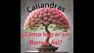 &iexcl;MIRA c&oacute;mo crecieron mis Calliandra despu&eacute;s de un a&ntilde;o INCRE&Iacute;BLE!.