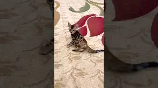 My kitten Marsel 😍🥰😘 #edit #cute #animals #game #kitten #bengal #cat #bengals #kitty #funnycats
