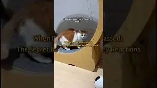 Why Cats Pretend Nothing Happened 😼 | The Science of Cat &lsquo;Embarrassment&rsquo;#CatBehavior#FunnyCats