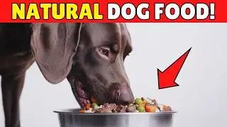 TRUTH revealed: How good is natural dog food as a kibble replacement? 🍖