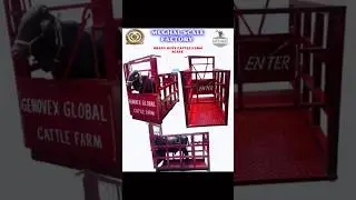 HEAVY DUTY CATTLE CRUSH | CATTLE FARM SCALE | MUGHAL KANDA