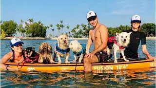 Local pet boarding and daycare service draws intense flak after dog drowns in their care