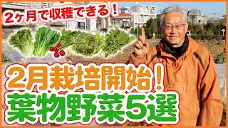 家庭菜園や農園栽培で2月スタートでたったの2ヵ月で収穫できる葉物野菜５選！【農園ライフ】/5 vegetables that can be harvested in 2 months.