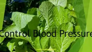Top 10 Health Benefits of Mustard Greens | healthy Wealthy Tips