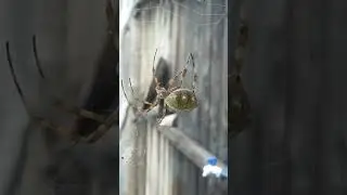 argiope argentata
