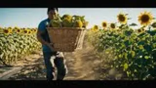 You Won&rsquo;t Believe How Sunflower Seeds Are Made! 🌻 From Farm to Your Hands!