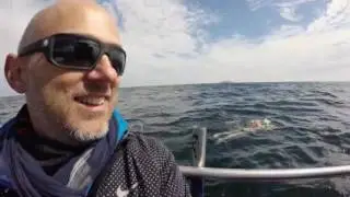 Swimming across the Fehmarn Belt (Denmark-Germany), Beltquerung 2016