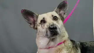Discover Dog Talking Buttons- Can Your Dog Really Talk? #yourpet #talkingdogbuttons #talkingdog