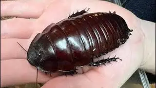 Cockroach rearing method Amazing  Insects and Cute Pets Compilation,cockroach sound #insects