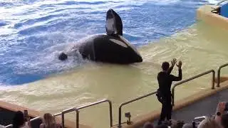 Tenerife Loro Parque Orca (Killer Whale) Show