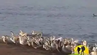 Sadık Yüceloğlu Gümerdiğin Kaz Yetiştiriciliği Şabanözü/Çankırı