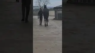 Grandero Bello (FR) - 5yo G - Great Pretender (IRE) x Tchi Tchi Bang Bang (FR) - HORSE IN TRAINING