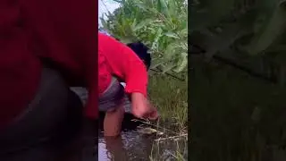 wow!unique fisherman found spade tail fish fish from in lake from village